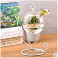 Hot Selling Indoor Plant Rose Glass Terrarium